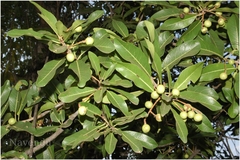 Buchanania axillaris